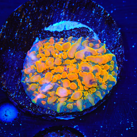 CC Cloudberry Chalice Coral - Top Shelf Aquatics