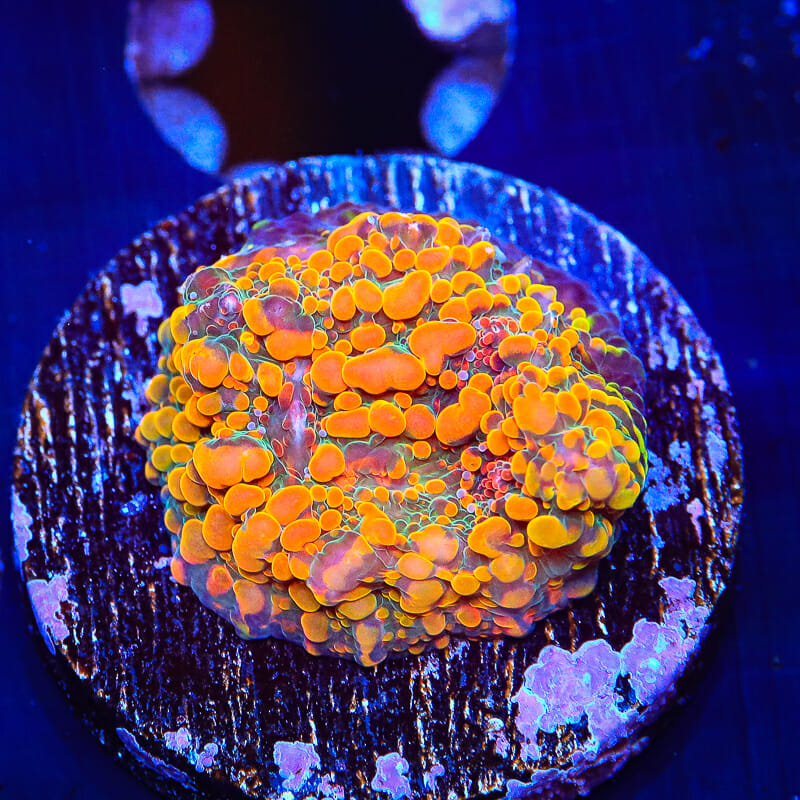 CC Cloudberry Cáliz Coral