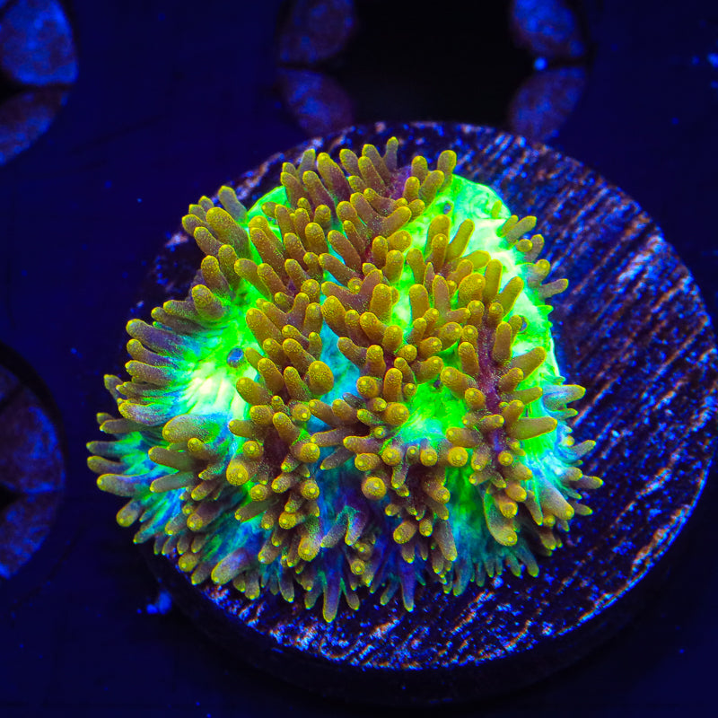 TSA Gamma Knife Hydnophora Coral - Top Shelf Aquatics