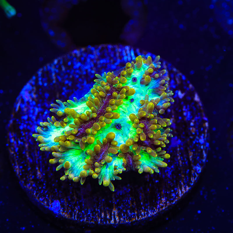 TSA Gamma Knife Hydnophora Coral