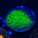 TSA Jade Leptastrea Coral