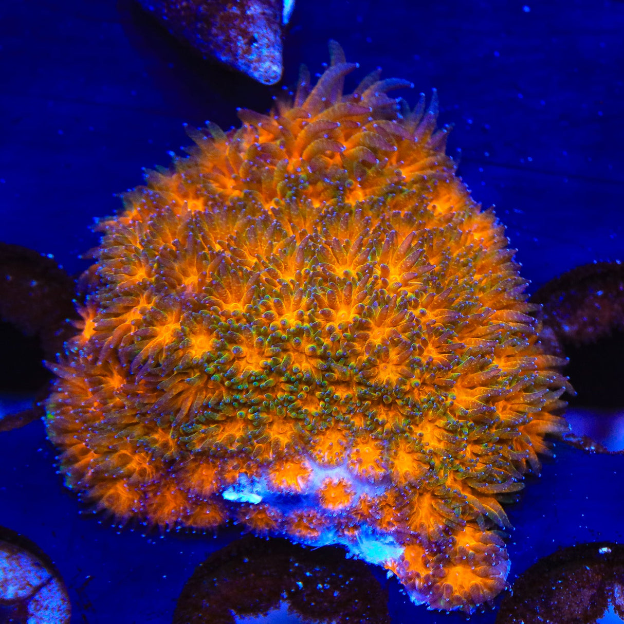 TSA Blood Simple Leptoseris Coral