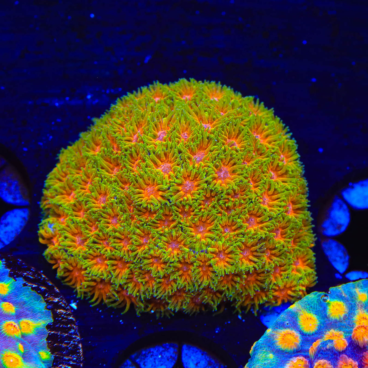 TSA Rising Sun Leptastrea Coral