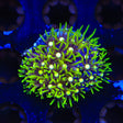 Everlasting Gobstopper Zoanthids Coral