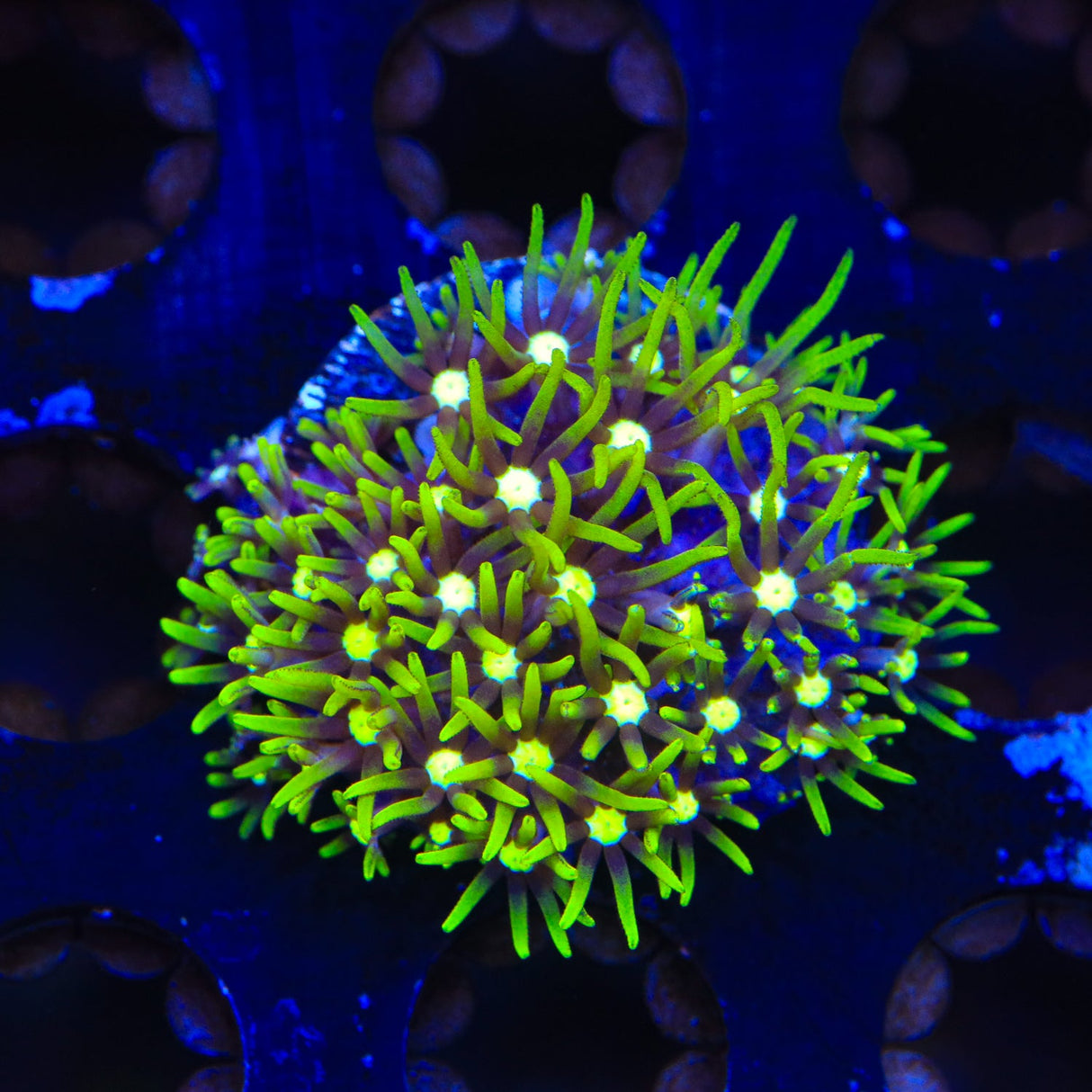 Everlasting Gobstopper Zoanthids Coral