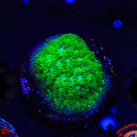 TSA Jade Leptastrea Coral