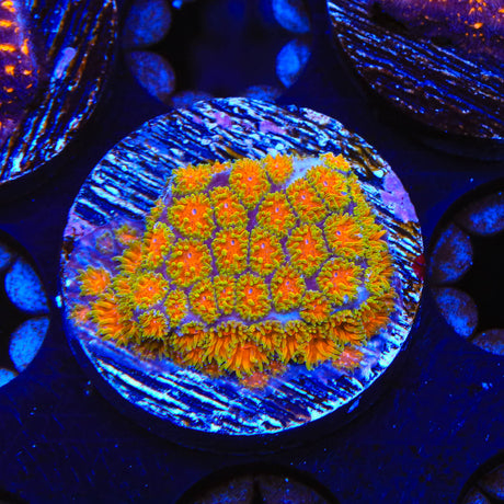 TSA Rising Sun Leptastrea Coral