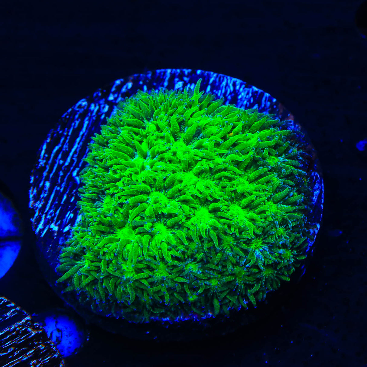 TSA Jade Leptastrea Coral