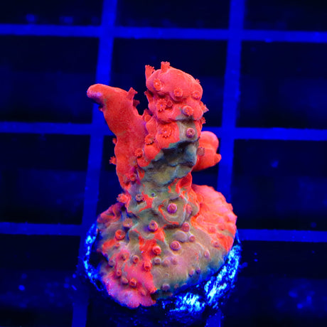 TSA Tequila Sunrise Grafted Setosa Montipora Coral