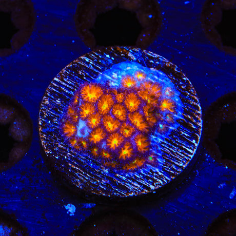 TSA Glowworm Toadstool Coral