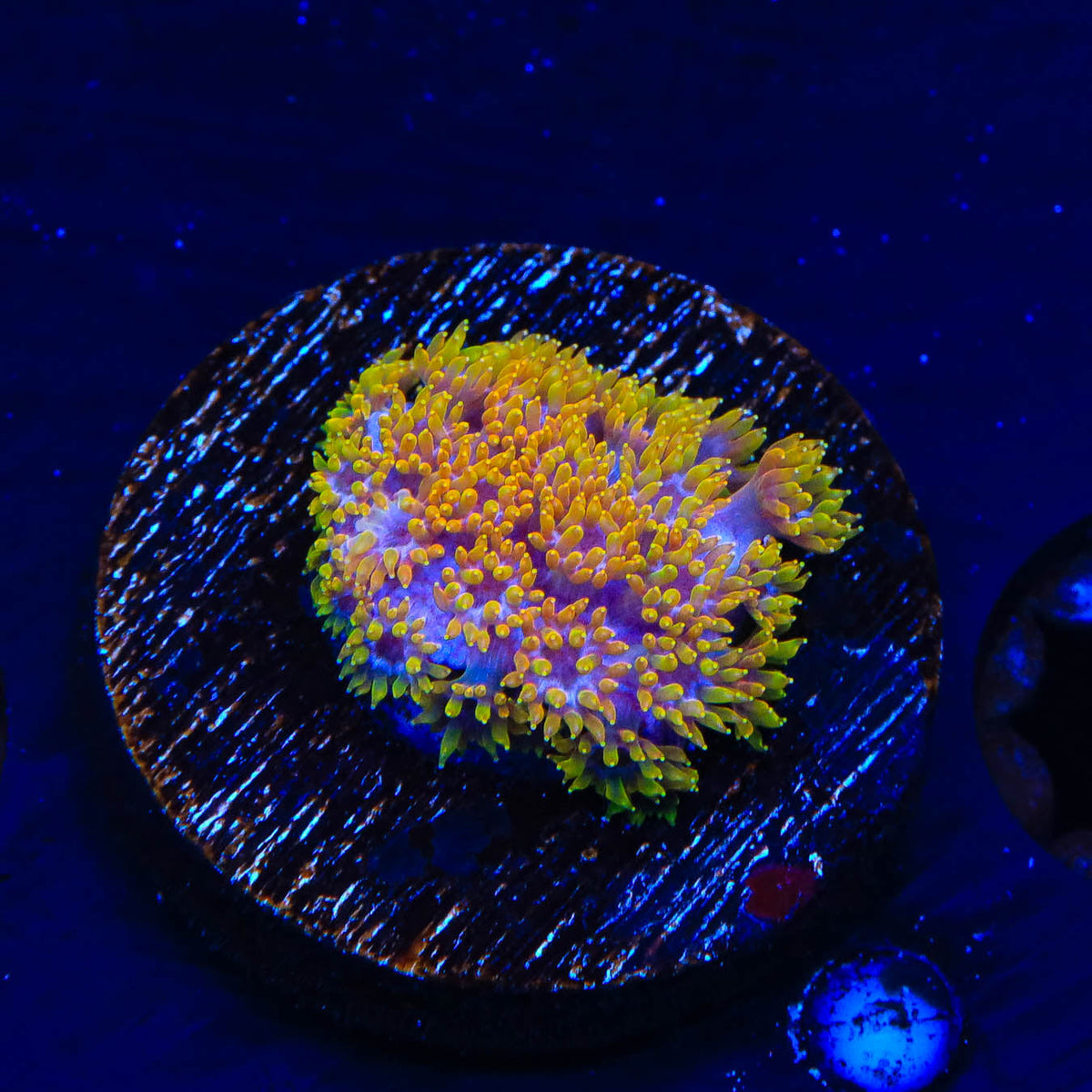 TSA Laffy Taffy Goniopora Coral – Top Shelf Aquatics