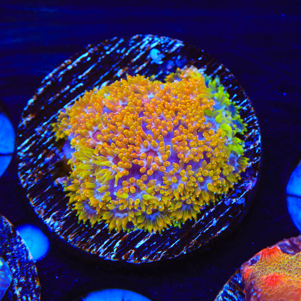 TSA Laffy Taffy Goniopora Coral