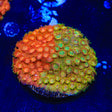 TSA Tropicana Twist Cyphastrea Coral