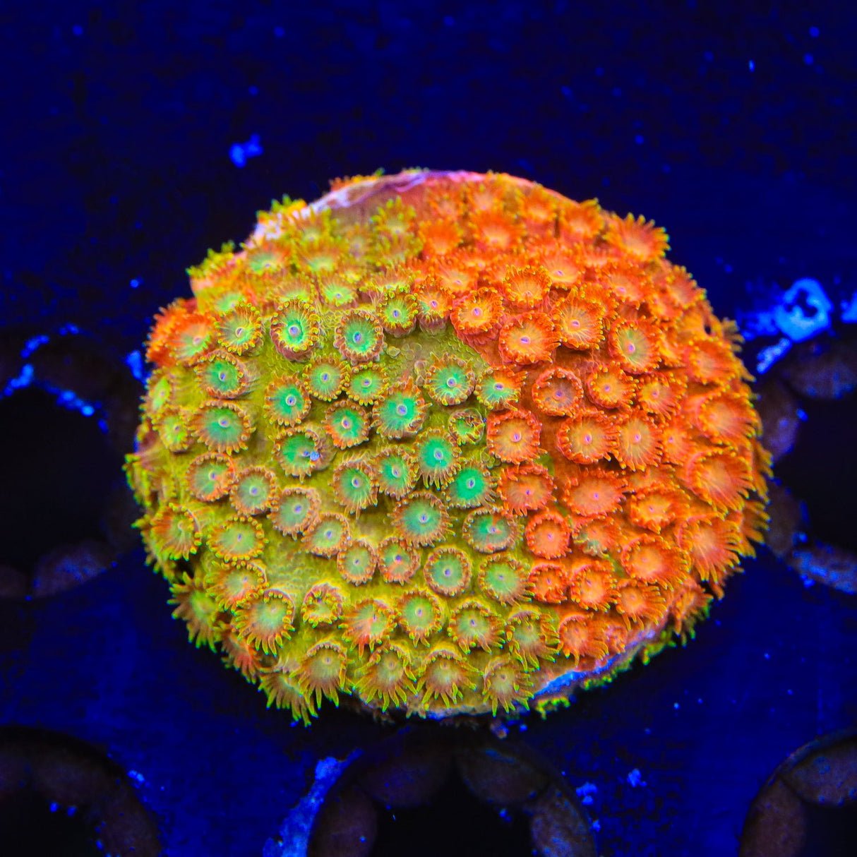 TSA Tropicana Twist Cyphastrea Coral