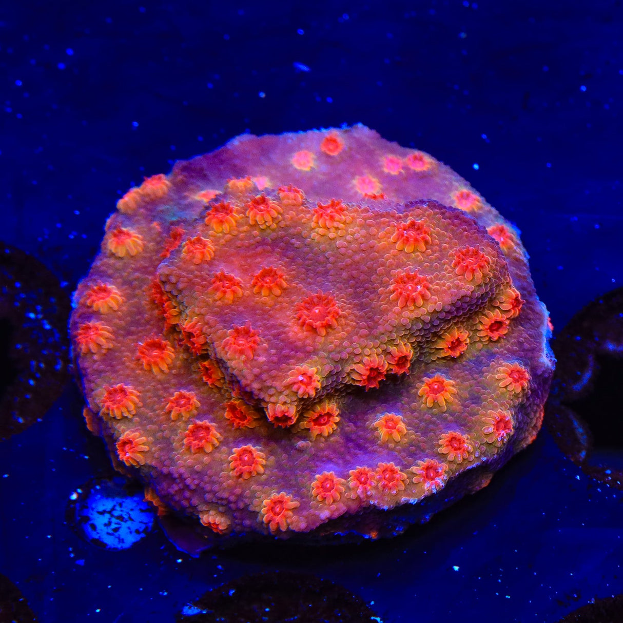 Red Brick Cyphastrea Coral