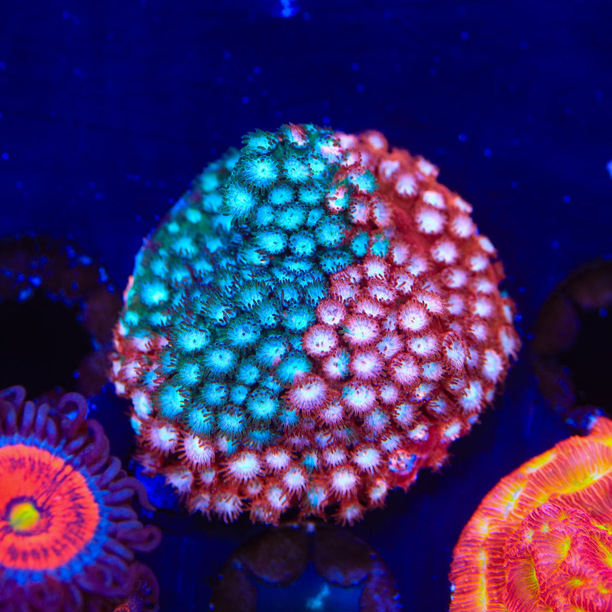 JF Fender Bender Cyphastrea Coral