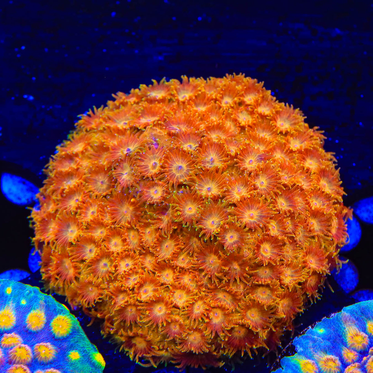 TSA Hi-C Cyphastrea Coral