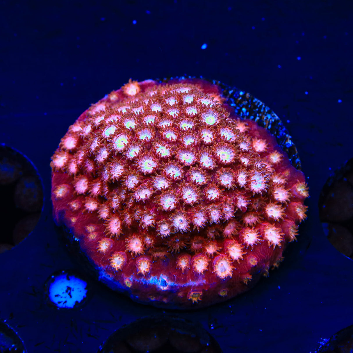 Peppermint Cyphastrea Coral