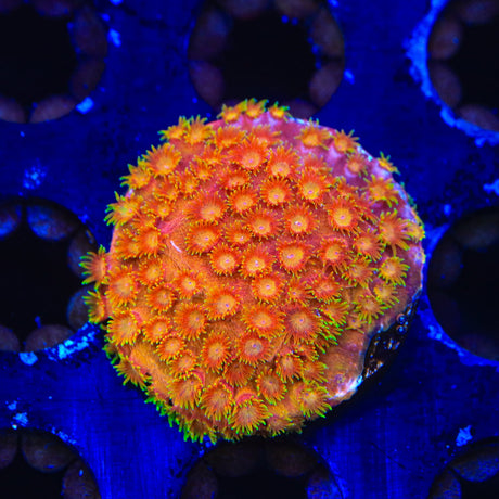 TSA Hi-C Cyphastrea Coral