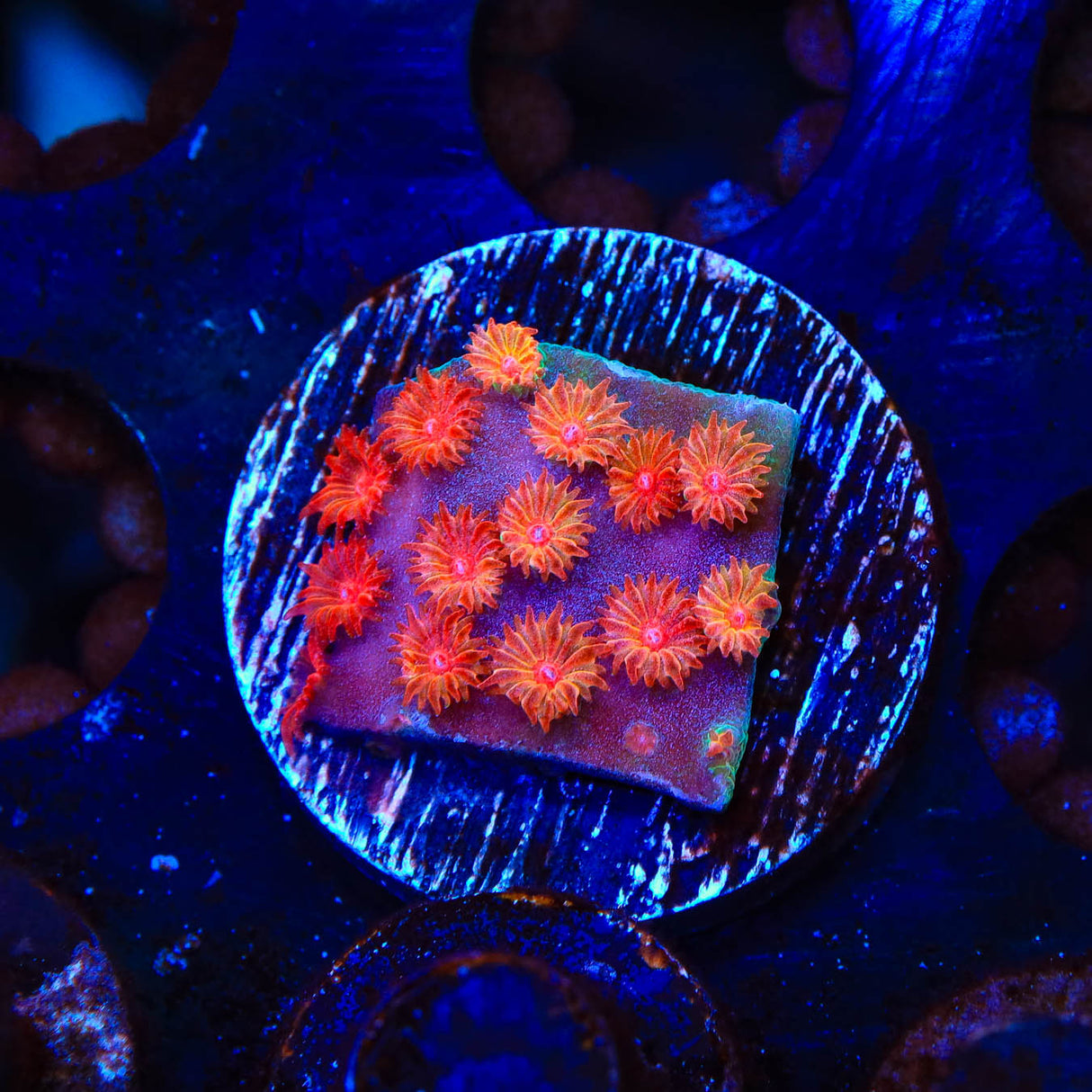 Meteor Shower Cyphastrea Coral - Top Shelf Aquatics