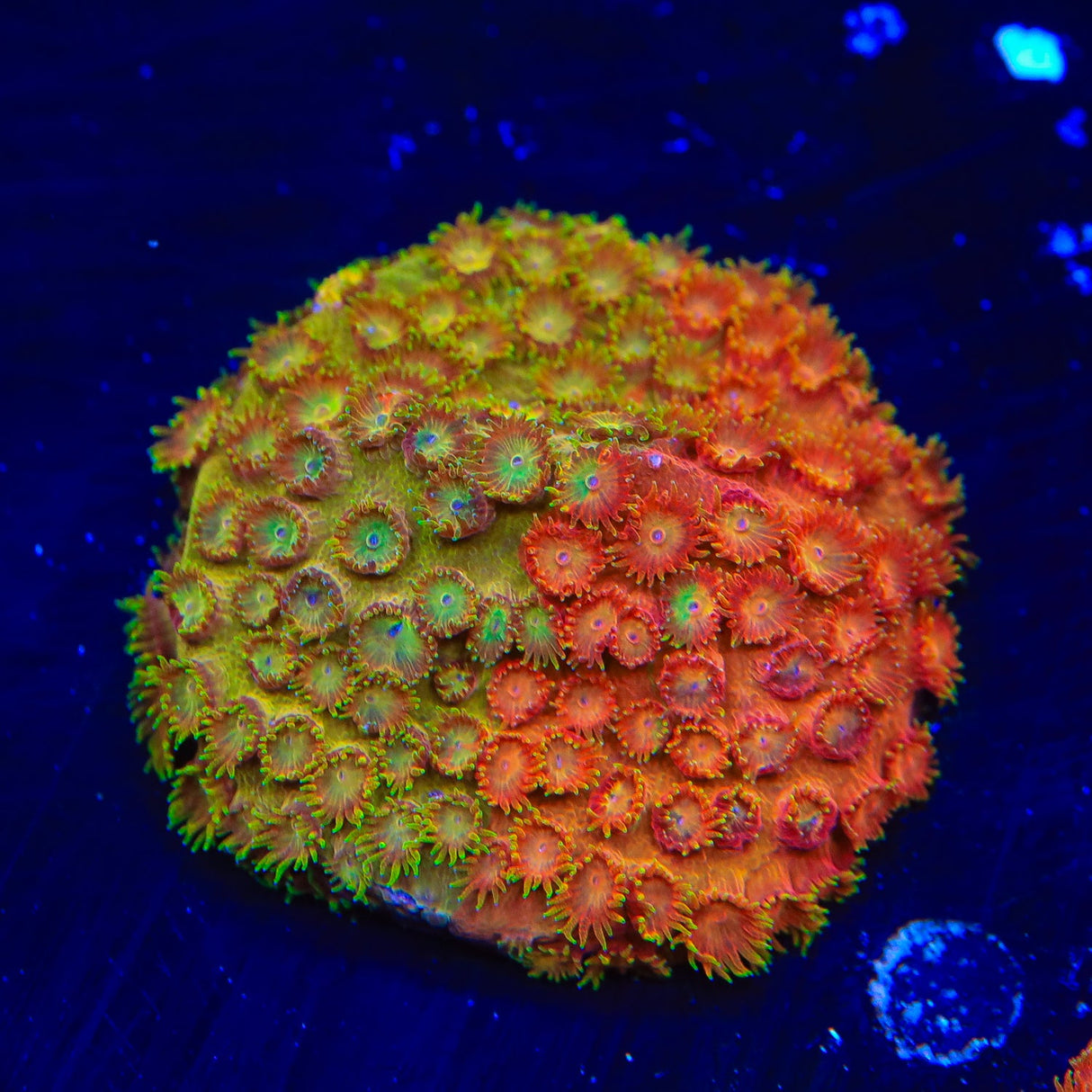 TSA Tropicana Twist Cyphastrea Coral