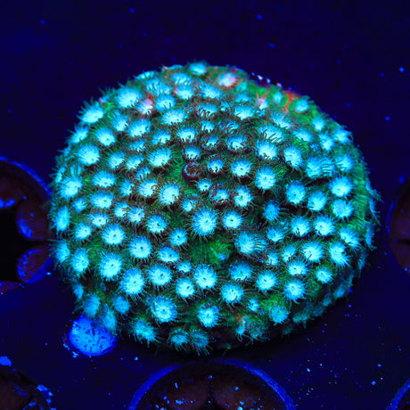 Spearmint Cyphastrea Coral