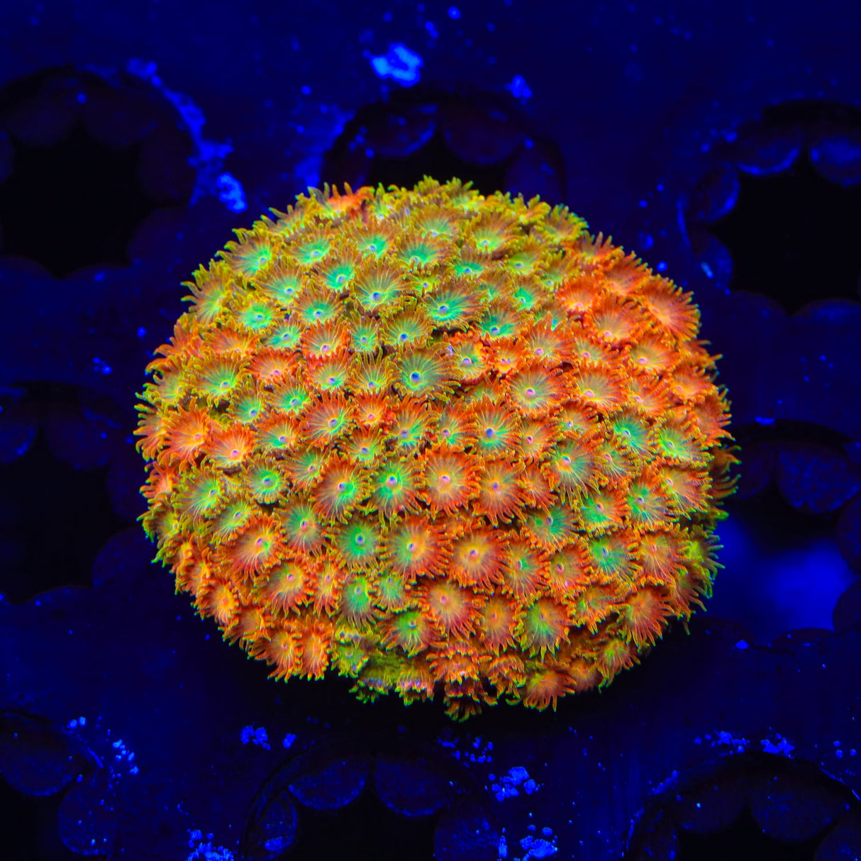 TSA Tropicana Twist Cyphastrea Coral