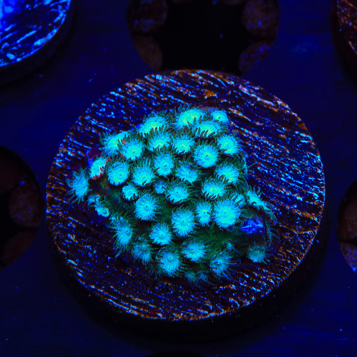 Spearmint Cyphastrea Coral