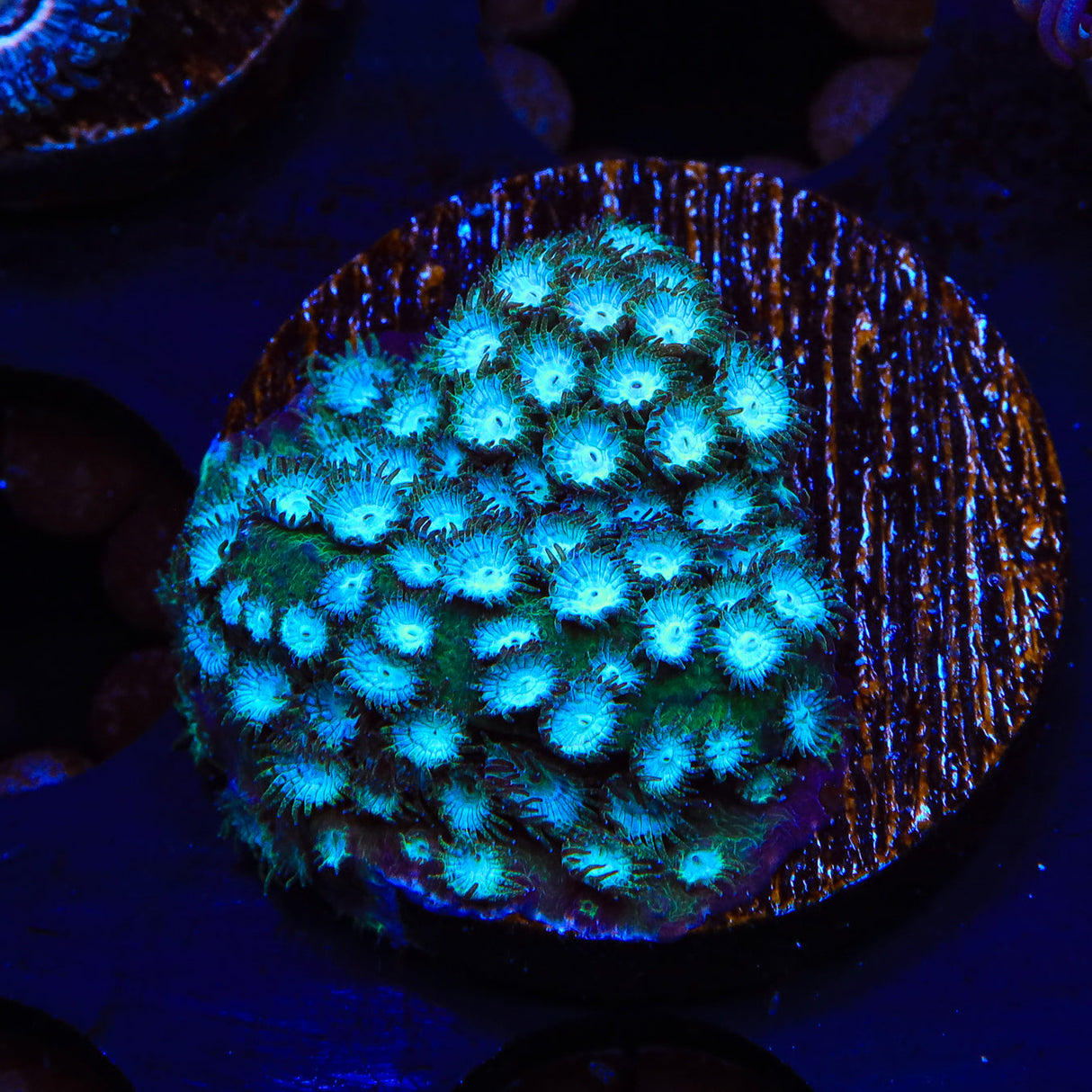 Spearmint Cyphastrea Coral - Top Shelf Aquatics