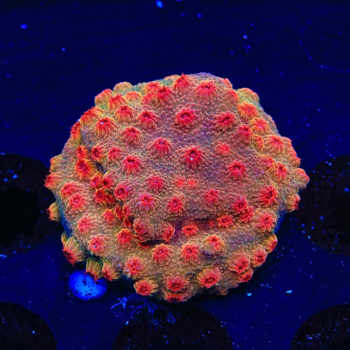 Red Brick Cyphastrea Coral