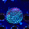 Spearmint Cyphastrea Coral