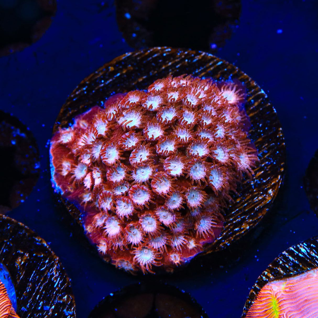 Peppermint Cyphastrea Coral - Top Shelf Aquatics