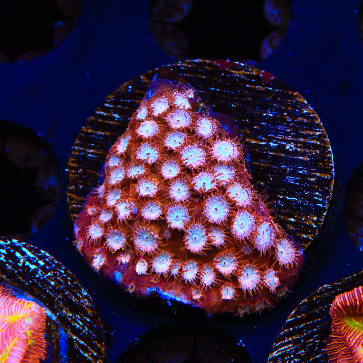 Peppermint Cyphastrea Coral