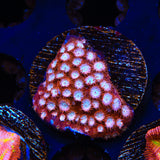 Peppermint Cyphastrea Coral