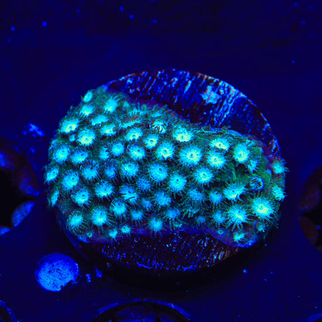 Spearmint Cyphastrea Coral