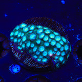 Spearmint Cyphastrea Coral