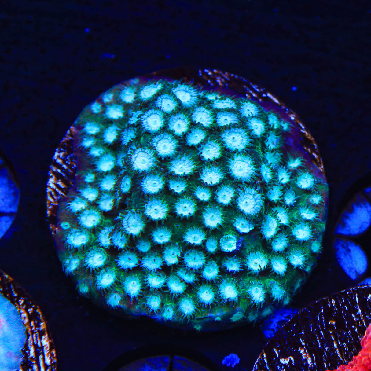 Spearmint Cyphastrea Coral