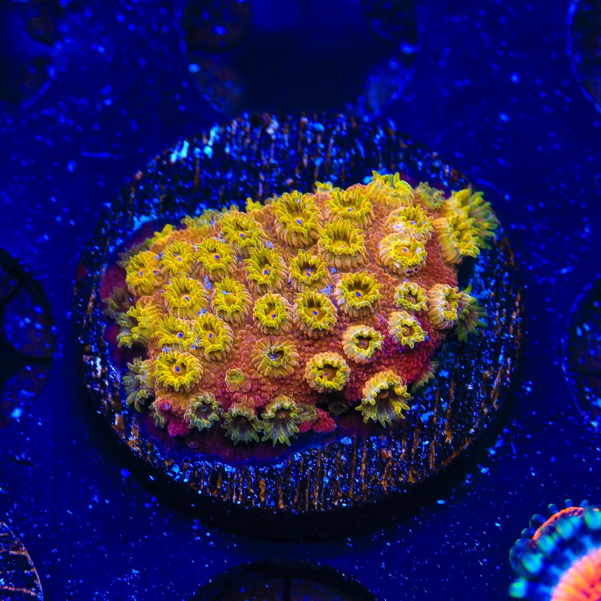 24k Gold Cyphastrea Coral