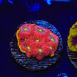 TSA Inferno Favia Coral