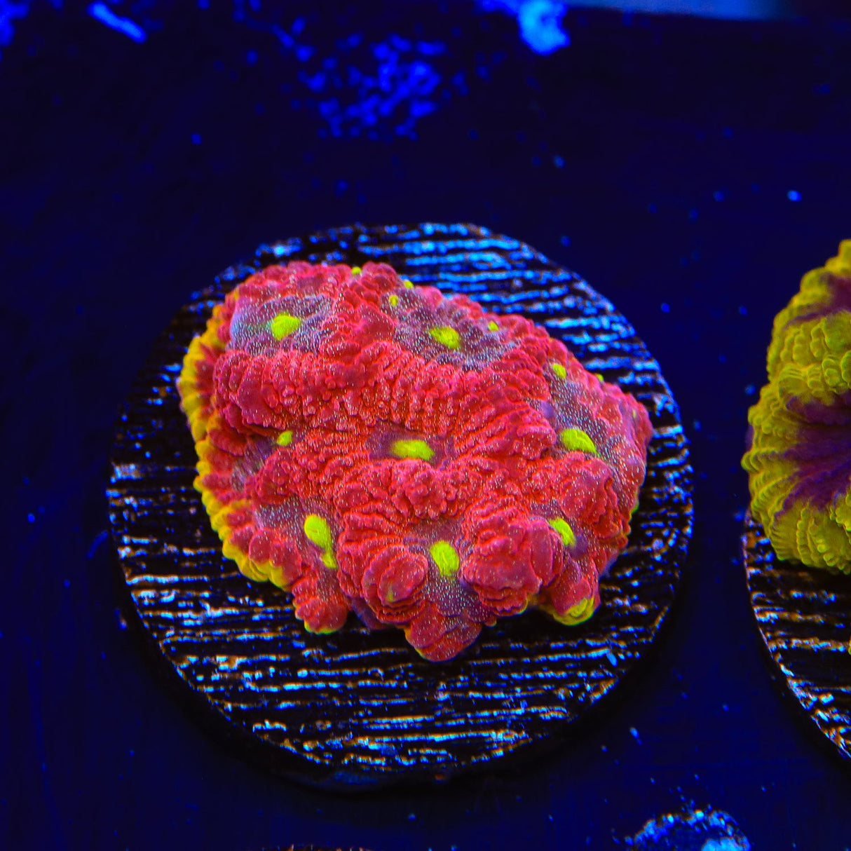 TSA Inferno Favia Coral