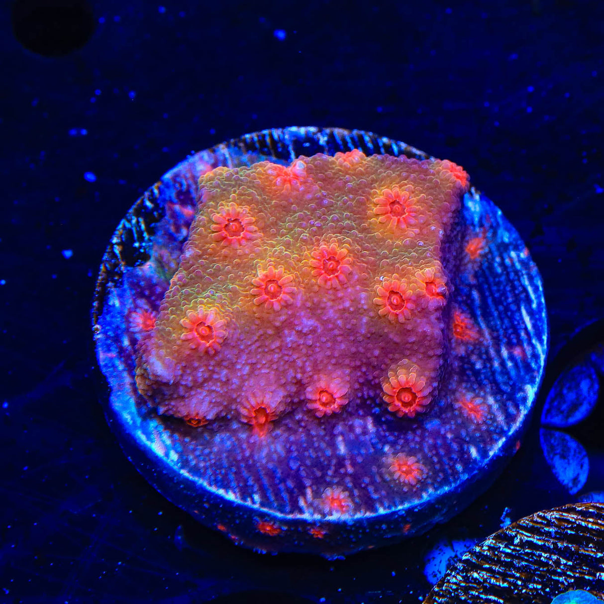 Red Brick Cyphastrea Coral