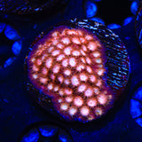 Peppermint Cyphastrea Coral