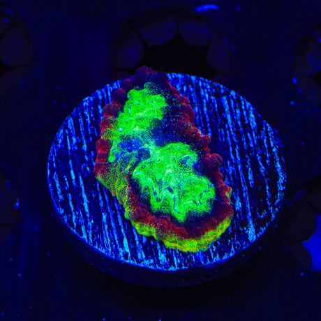 JF Psycho Rim Favia Coral