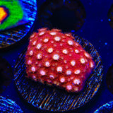 Peppermint Cyphastrea Coral - Top Shelf Aquatics