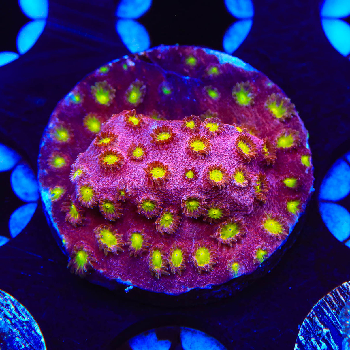 CB Bling Bling Cyphastrea Coral