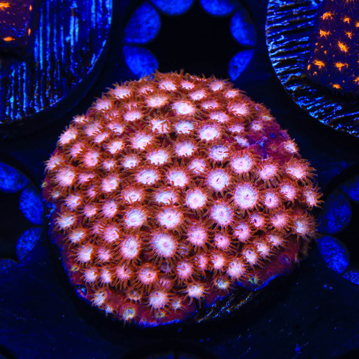 Peppermint Cyphastrea Coral