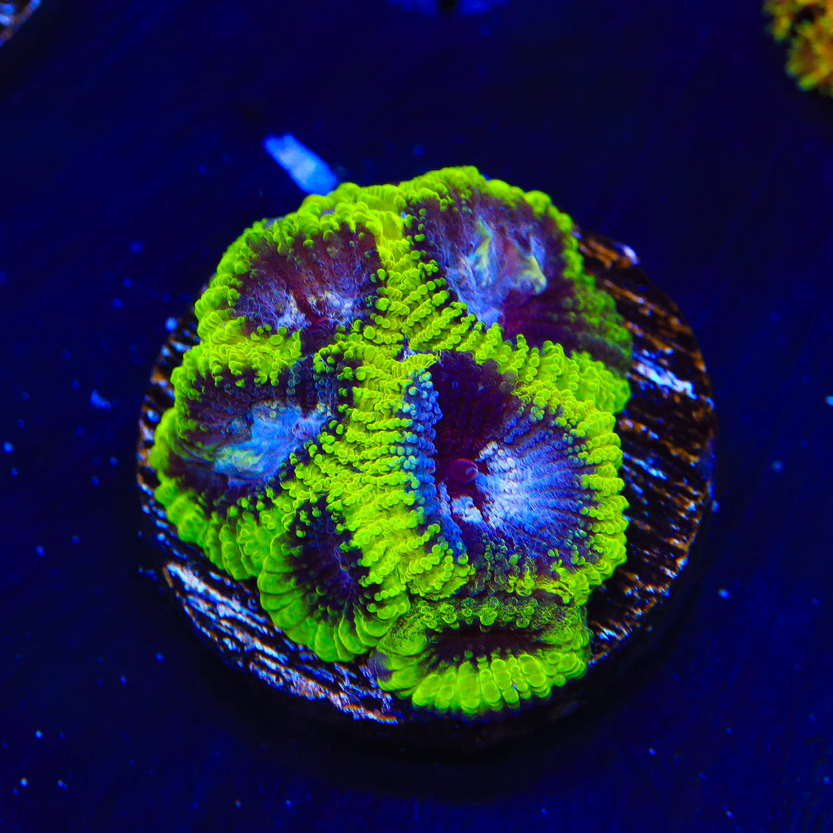 TSA Black Mamba Favia Coral