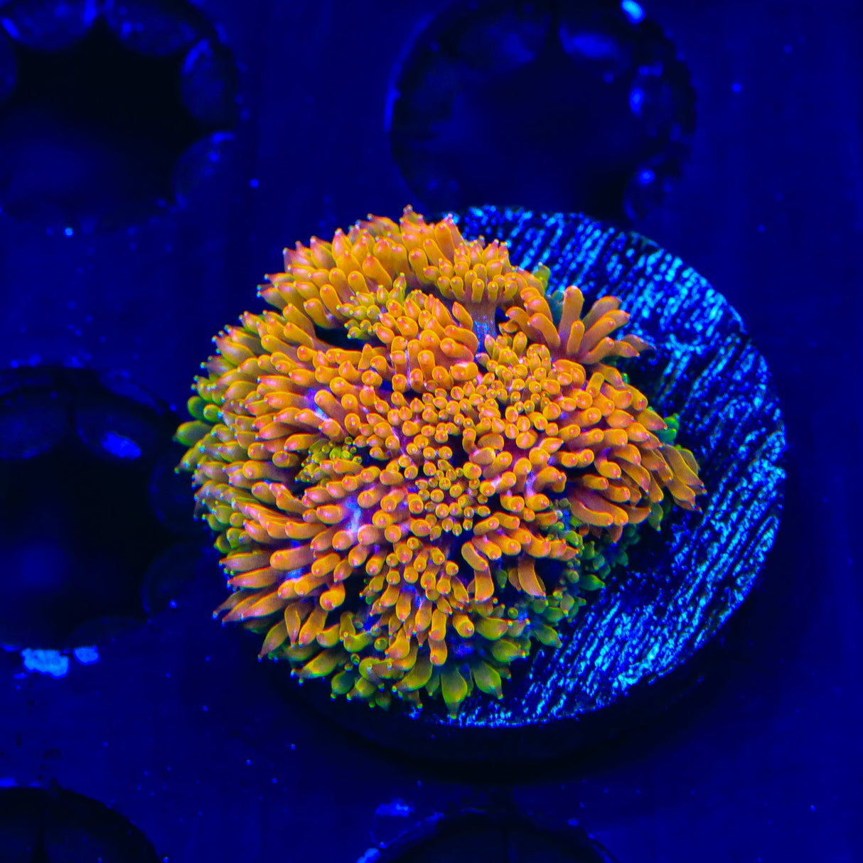 TSA Laffy Taffy Goniopora Coral