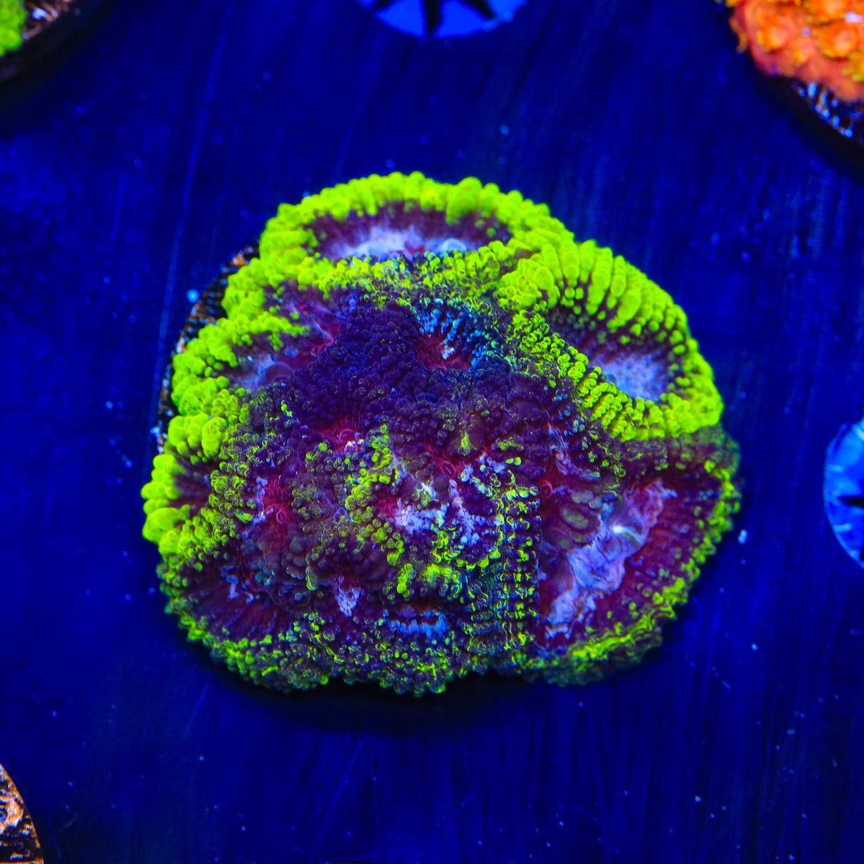 TSA Black Mamba Favia Coral