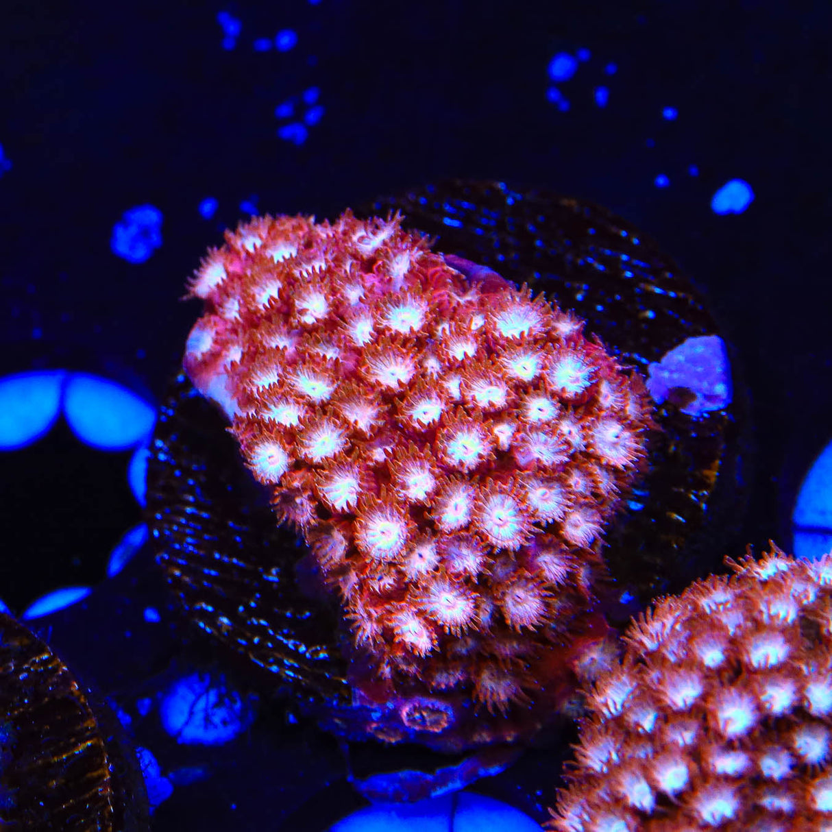 Peppermint Cyphastrea Coral